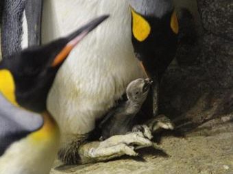 Male emperor penguin born in Antwerp Zoo