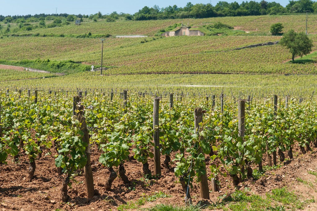 4 people arrested for stealing 3,000 bottles of Vosne-Romanée wine