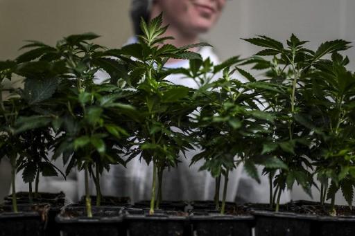 EU approves cannabis-based treatment for rare childhood epilepsy