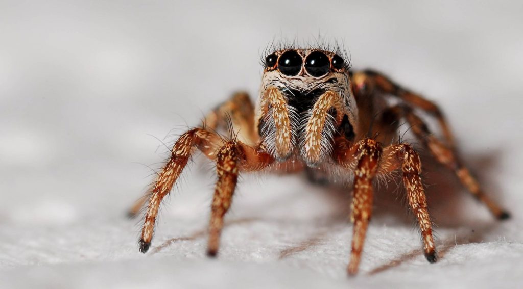 A Belgian University wants you to send it photos of spiders