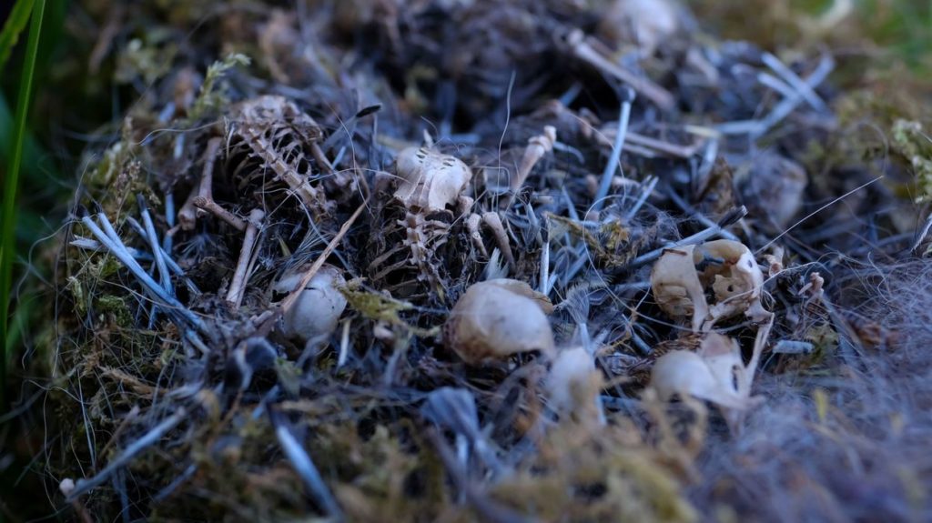 Combinations of 36 different pesticides found in thousands of dead birds' nests