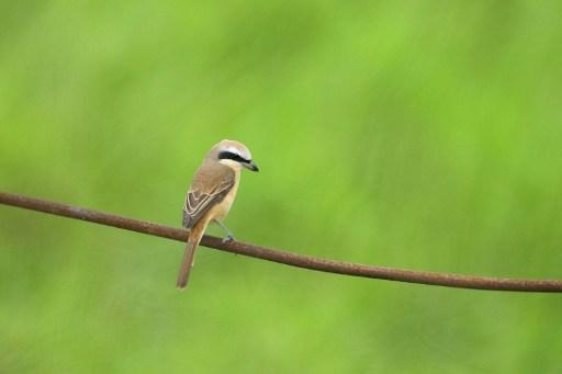 Rare brown shrike bird spotted in Belgium for the first time