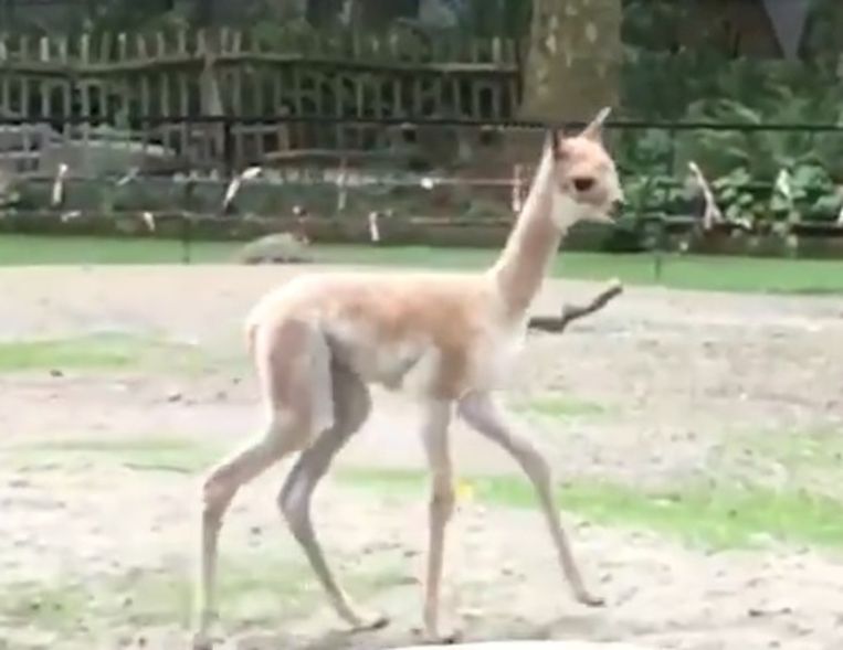 Baby vicuña born in Planckendael zoo