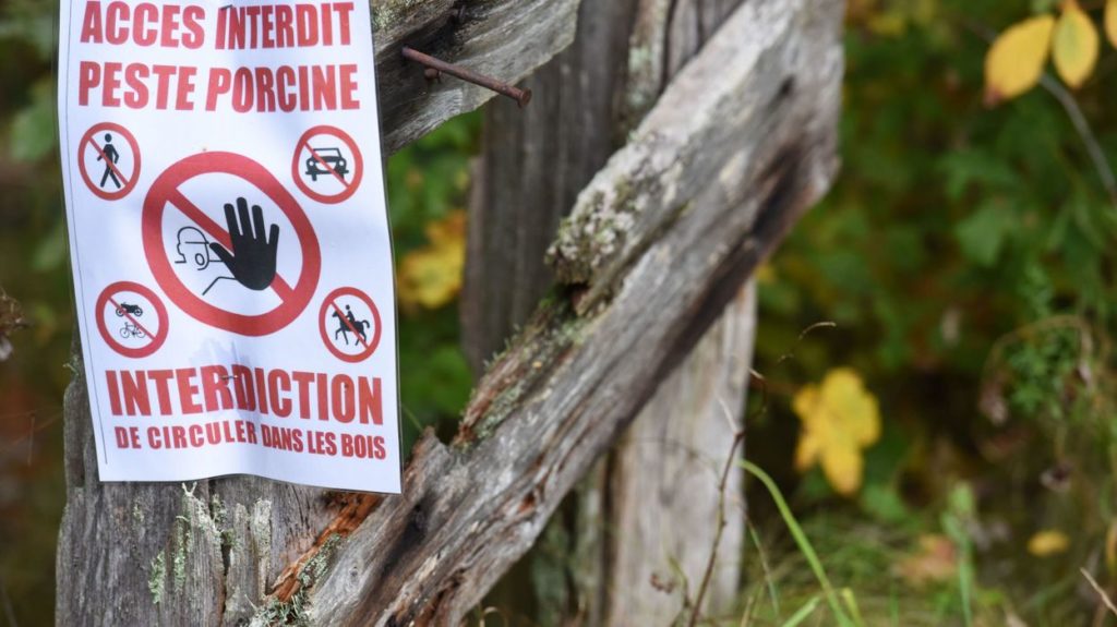 Walloon forests closed to prevent African Swine Fever outbreak