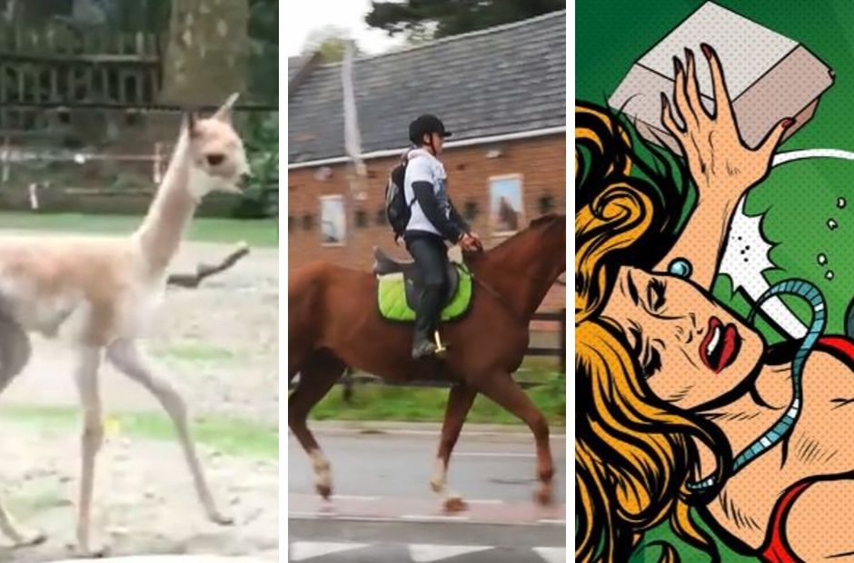 Belgium in Brief: Baby vicuña, girl on horseback and misogynistic advertising