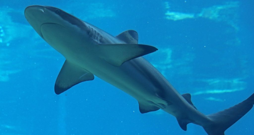 Video of reef shark eating bullhead shark in Antwerp aquarium surfaces online