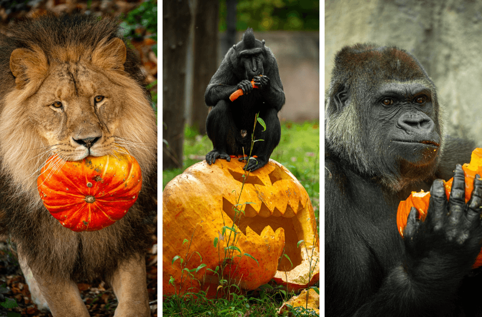 Flemish zoo animals get an Autumn treat: photos