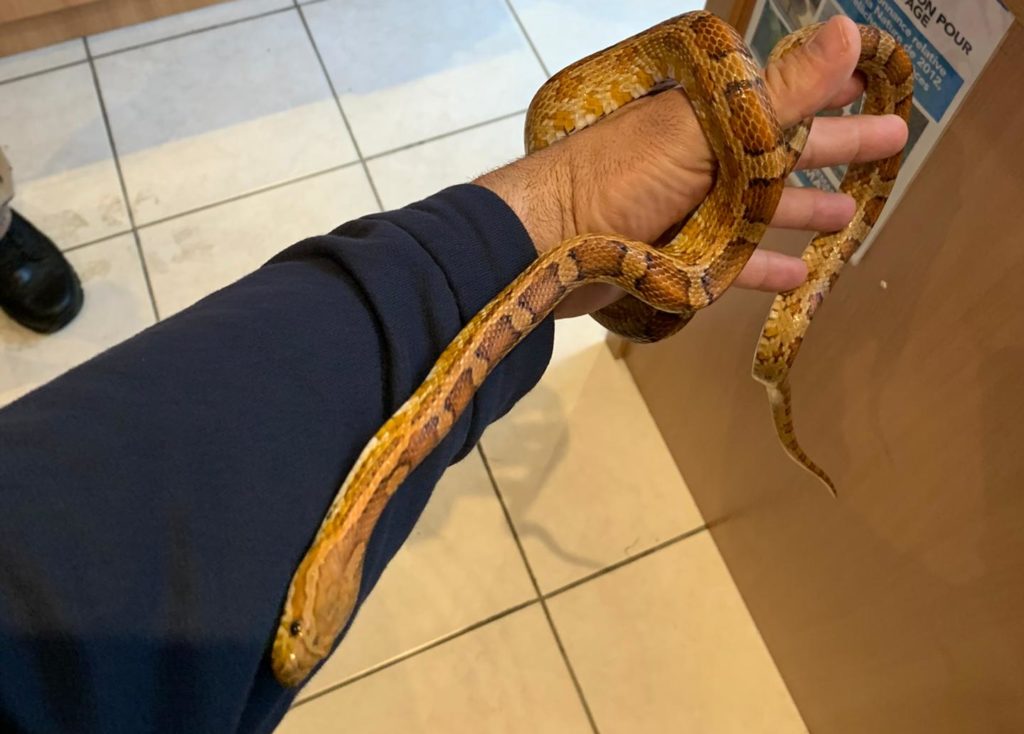 Firefighters capture snake found in Brussels restaurant