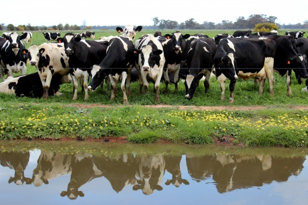 56 million litres of Belgian milk produced in one month