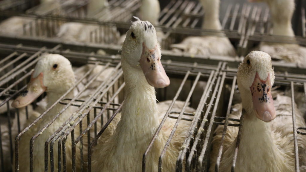 Over 180 ducks die following animal activist break in