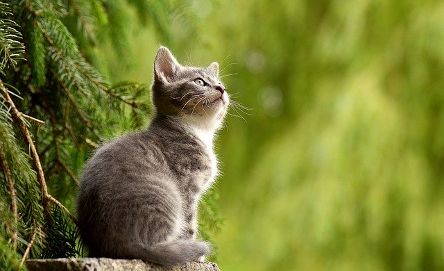 If your cat goes outside it could be violating European law