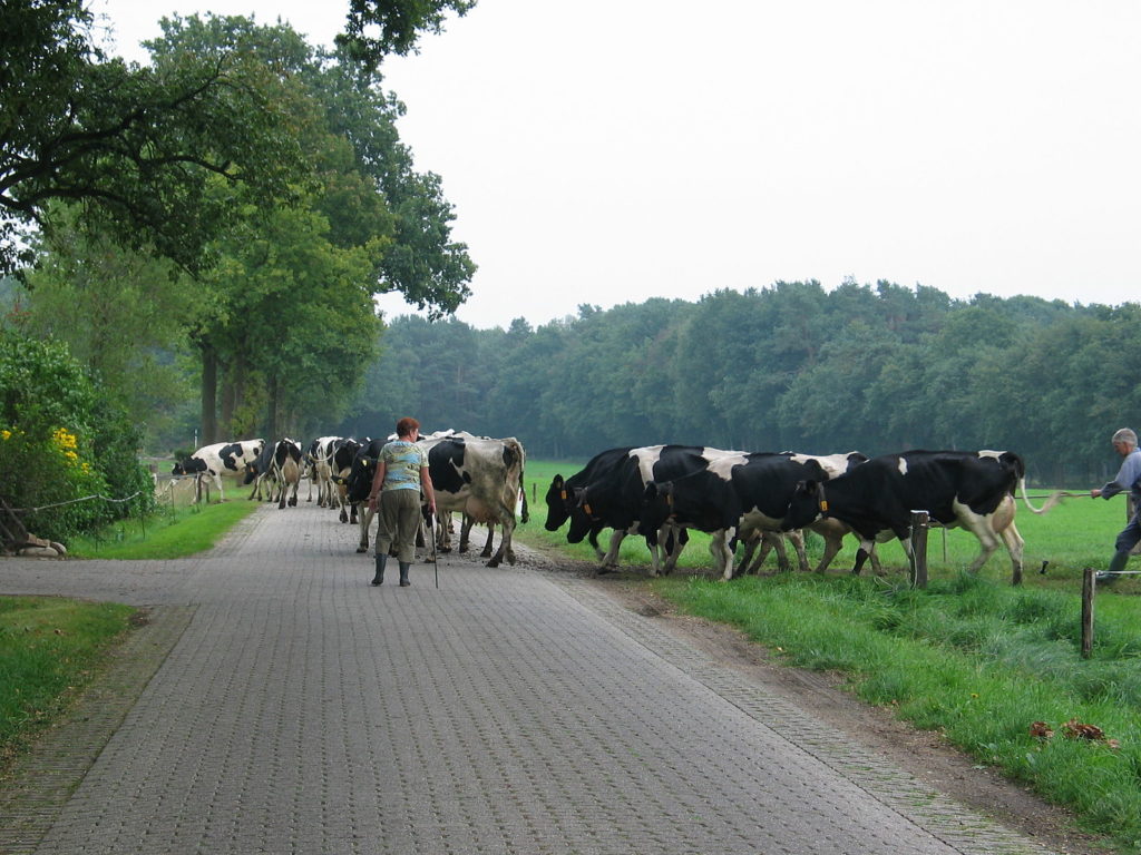 Moped driver in a critical condition after a collision with a cow in Wallonia