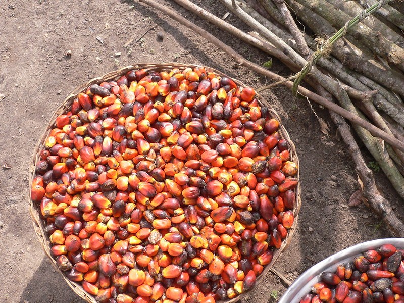 Abuses in DRC’s palm oil industry linked to Belgian development bank