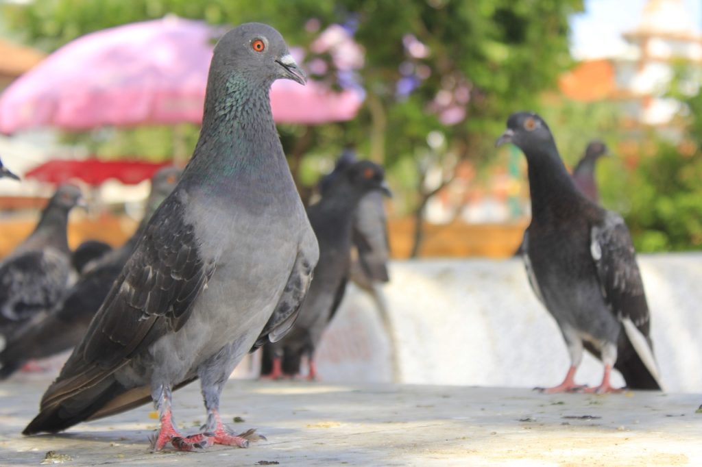 Outbreak of infectious avian disease on Walloon pigeon farm