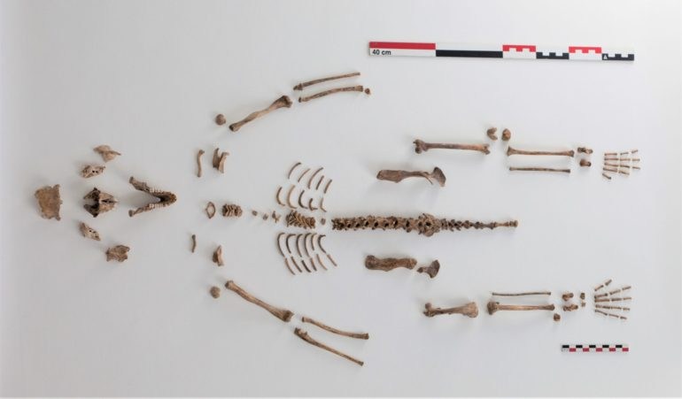 Centuries-old monkey skeleton found in East Flanders province