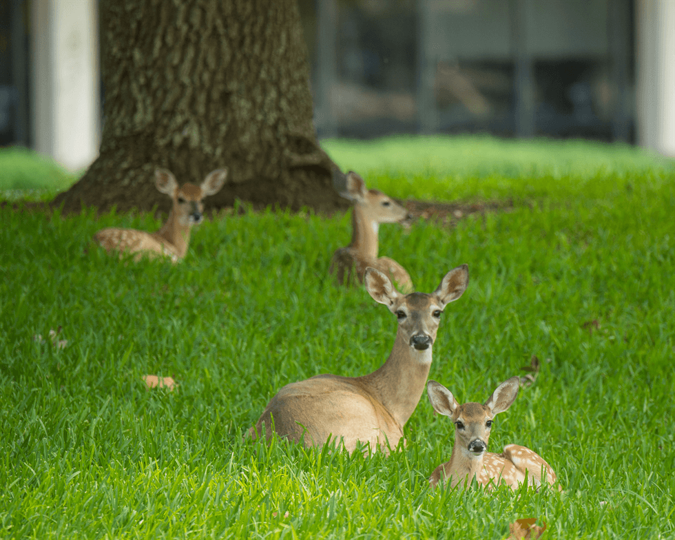 Belgian Botanic Garden faces criticism over deer culling