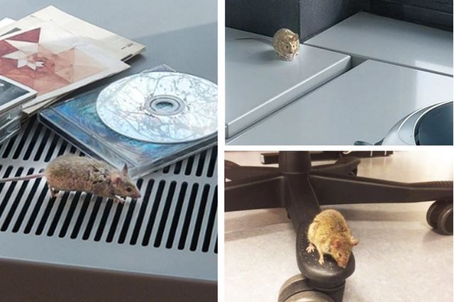 Law Courts of Brussels plagued by mice