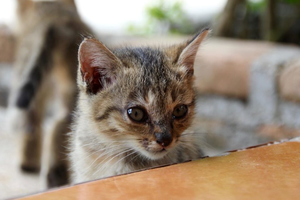 'Make Love, Not Kittens' awareness campaign for cat neutering launched by Brussels Region