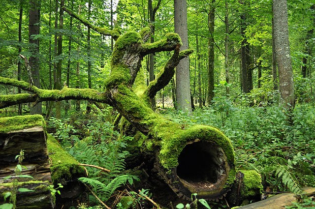 ‘Let the forests grow’: protecting old trees key in EU’s fight against climate change