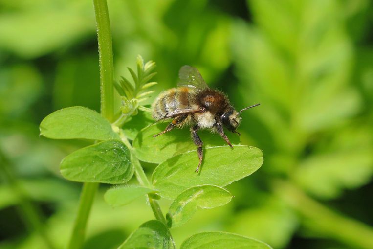 Over half of Belgium's bees are gone (or endangered species)