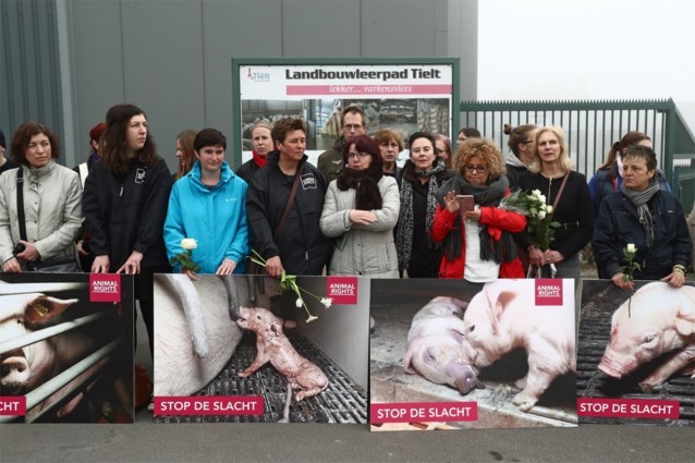 Belgium's largest abbatoir fined for infringements on animal welfare