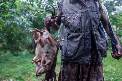 Huge quantities of 'bushmeat' pass through Brussels Airport each year
