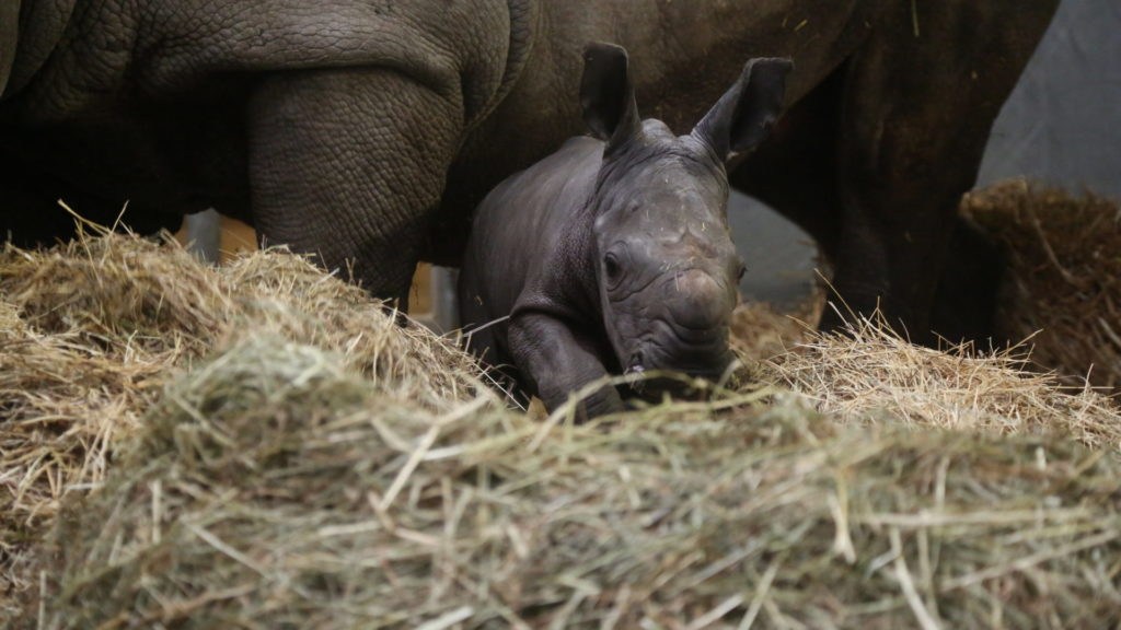 Endangered white rhino born in Belgium (photos)