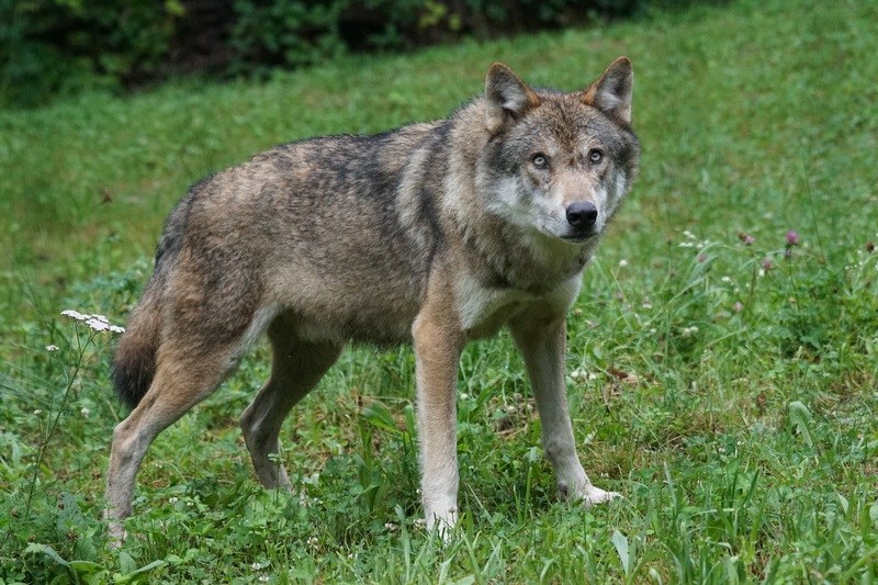 Budget for wolf-proof fencing skyrockets by ten times