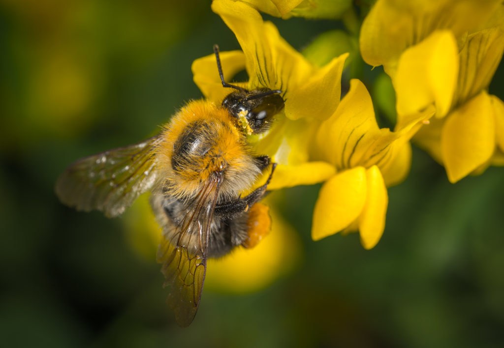 European Parliament calls for action to protect pollinating insects