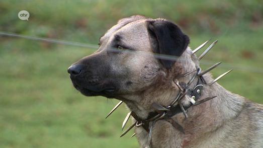 Sheep farmer fits dogs with spiked collars to protect against wolf