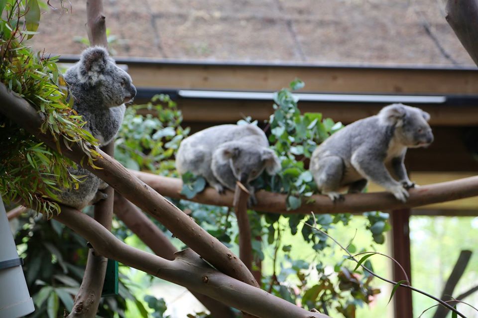 Only one koala left at Pairi Daiza zoo after fourth death in two years