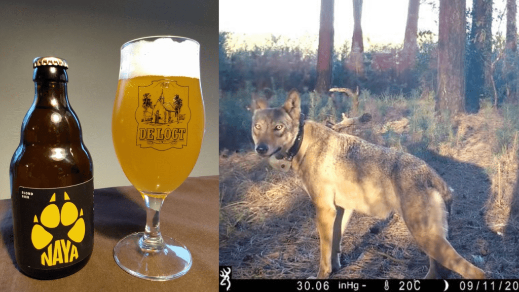 Naya beer created in honour of killed 'Belgian' wolf