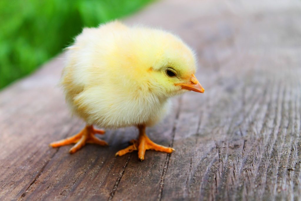 France to ban the 'grinding up' of male chicks by 2021