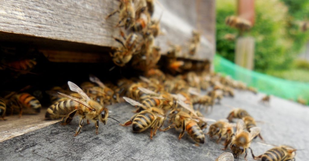Brussels wants to stop unfettered growth in beehives