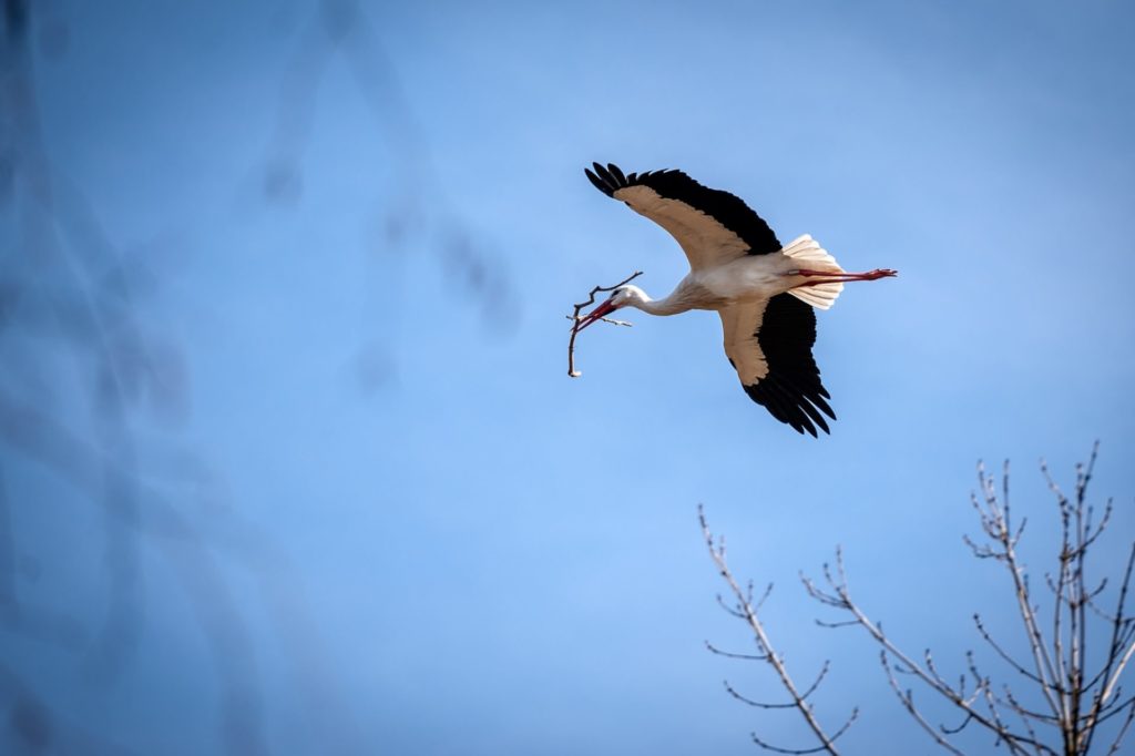 Storks return to Planckendael a month ahead of schedule