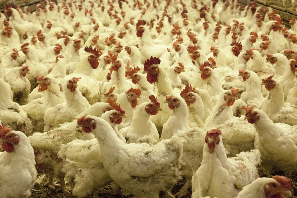 Poultry farmers call for curfew as bird flu approaches