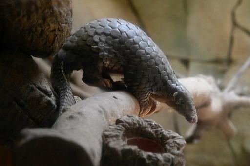Coronavirus: pangolin is potential missing link in chain of transmission