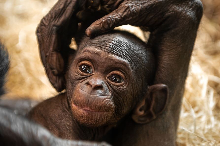 ZOO Planckendael asks public to choose name for bonobo baby