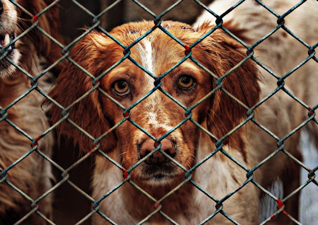 Animal shelters have more work, and get more subsidy