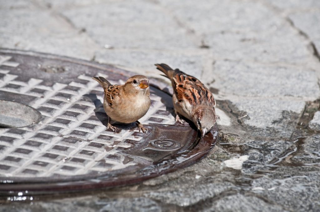 Urban junk food diet is bad for city birds