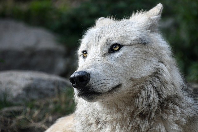 New wolf sighting confirmed in Belgium