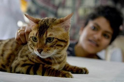 First hybrid cats authorised as pets in Brussels region