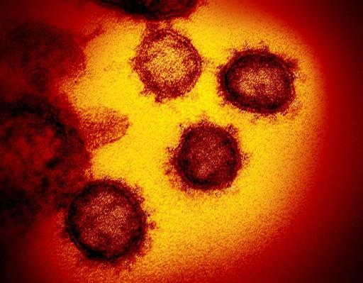 TB vaccine considered in fight against coronavirus