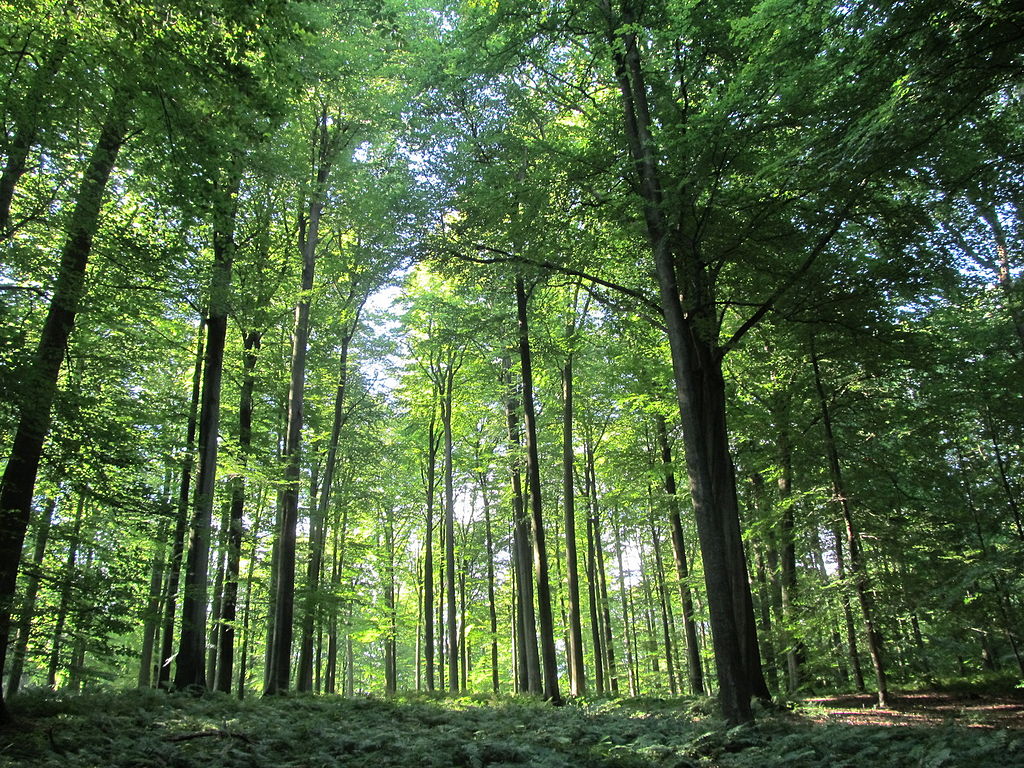 Plan to link up green areas around Sonien Forest to improve biodiversity