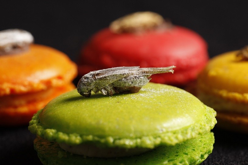 Insects as food: Belgium takes a bite