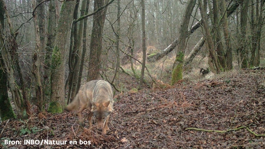 11 different wolves spotted in Flanders in last two years