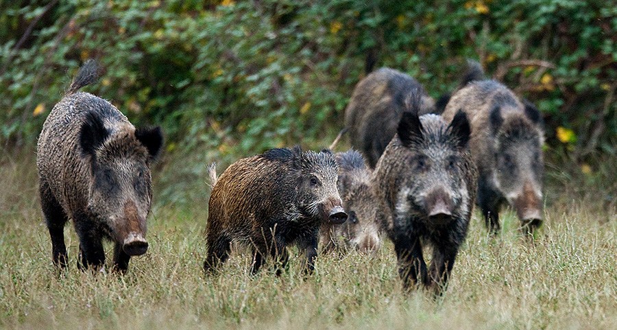 Coronavirus: Hunting boars allowed