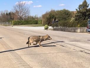 More and more wolves are spotted in Belgium