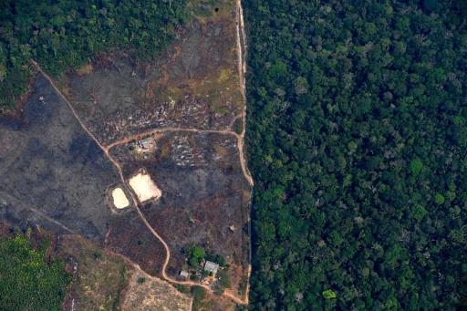 Amazon deforestation is surging at an alarming pace