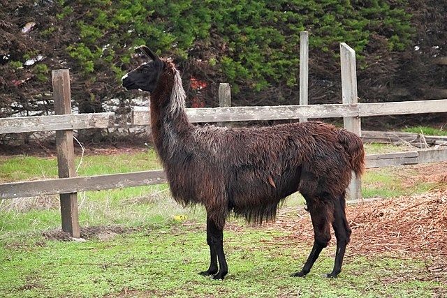Belgian llama offers hope in search for coronavirus treatment